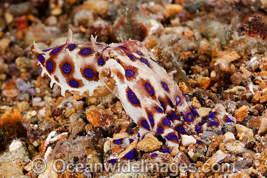 Greater Blue-ringed Octopus (Hapalochlaena lunulata). Found throughout the Indo-Pacific. Extremely venomous and dangerous tropical octopus. Photo taken in the Philippines. Within the Coral Triangle. Photo - David Fleetham