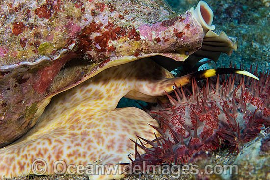 Triton Shell eating starfish photo