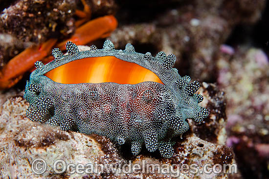 Mole Cowry Cypraea talpa photo