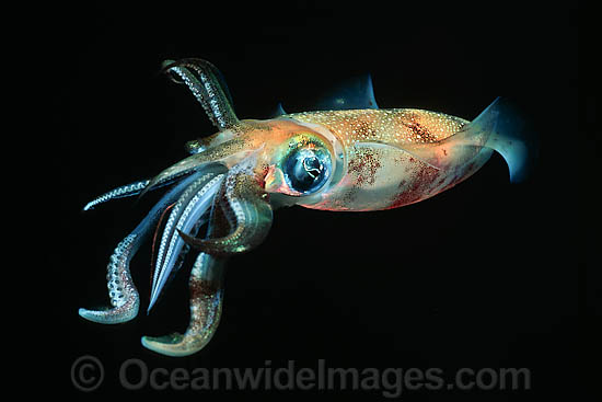 Bigfin Reef Squid Sepioteuthis lessoniana photo