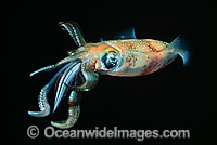 Bigfin Reef Squid Sepioteuthis lessoniana Photo - David Fleetham