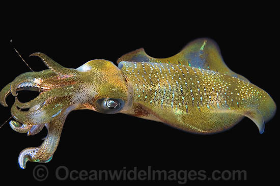 Bigfin Reef Squid Photo