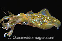 Bigfin Reef Squid Photo - David Fleetham