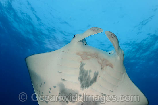 Manta Ray photo Manta Ray photo