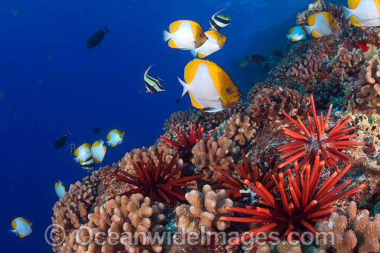 Fish Coral and Urchins photo