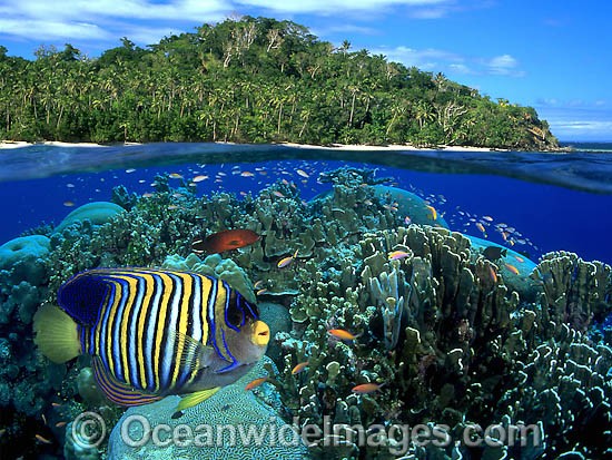 Angelfish and coral reef photo