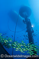 Diver installs Wave Energy Buoy Photo - David Fleetham