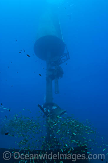 Schooling Blue-striped Snapper surround a massive wave energy buoy off Kaneoho Bay, Oahu. The 40-kW experimental buoy, employs the bobbing motion of the buoy to drive an electrical generator, that sends power to the island via underwater cable, Hawaii. Photo - David Fleetham Schooling Blue-striped Snapper surround a massive wave energy buoy off Kaneoho Bay, Oahu. The 40-kW experimental buoy, employs the bobbing motion of the buoy to drive an electrical generator, that sends power to the island via underwater cable, Hawaii. Photo - David Fleetham