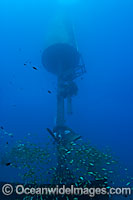 Snapper around Wave Energy Buoy Photo - David Fleetham