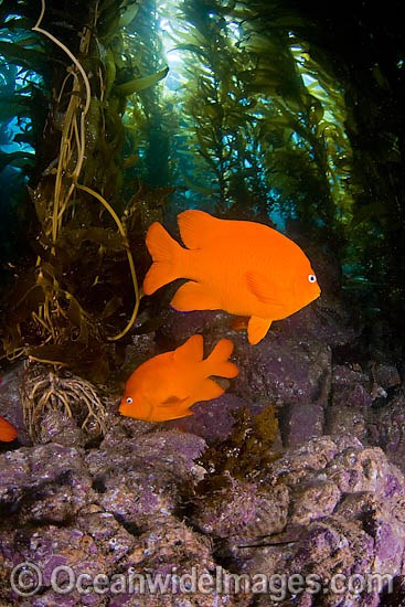 Garibaldi in kelp forest photo