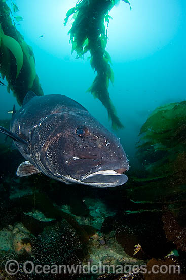 Giant Black Sea Bass photo