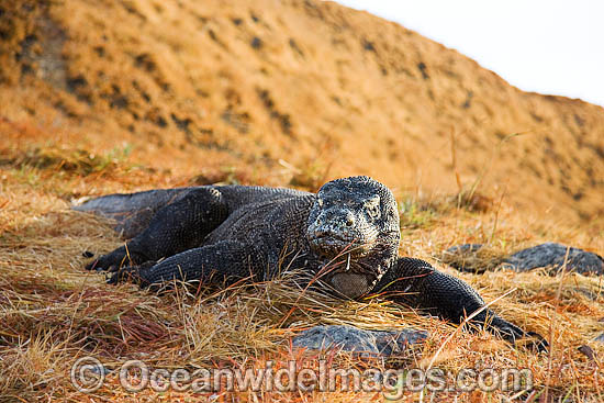 Komodo Dragon photo