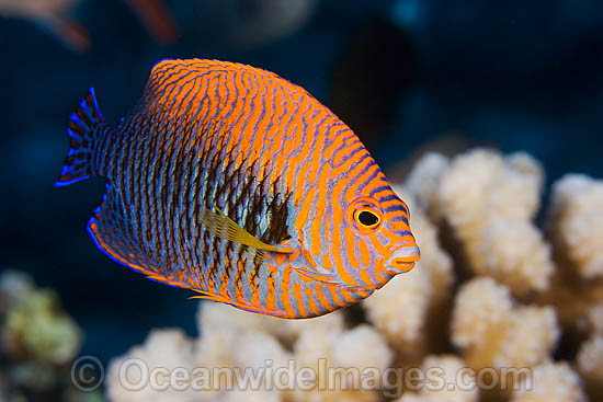 Potter's Angelfish (Centropyge potteri). This fish is endemic to the waters of Hawaii, Pacific Ocean, where this picture was taken. Photo - David Fleetham Potter's Angelfish (Centropyge potteri). This fish is endemic to the waters of Hawaii, Pacific Ocean, where this picture was taken. Photo - David Fleetham