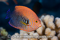 Potter's Angelfish Centropyge potteri Photo - David Fleetham