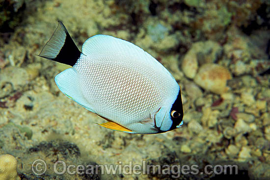 Masked Angelfish (Genicanthus personatus). This fish is endemic to the waters of Hawaii, Pacific Ocean, where this picture was taken. Photo - David Fleetham