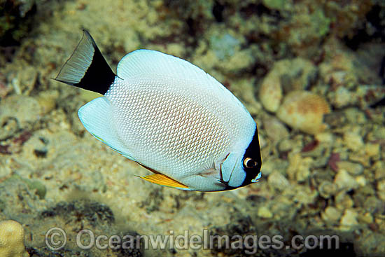 Masked Angelfish (Genicanthus personatus). This fish is endemic to the waters of Hawaii, Pacific Ocean, where this picture was taken. Photo - David Fleetham Masked Angelfish (Genicanthus personatus). This fish is endemic to the waters of Hawaii, Pacific Ocean, where this picture was taken. Photo - David Fleetham