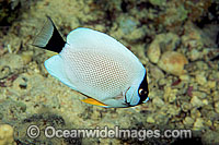 Masked Angelfish Genicanthus personatus Photo - David Fleetham