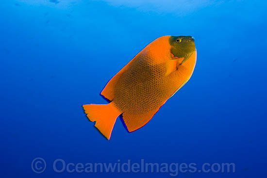 Clarion Angelfish Holacanthus clarionensis photo