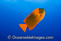 Clarion Angelfish Holacanthus clarionensis Photo - David Fleetham