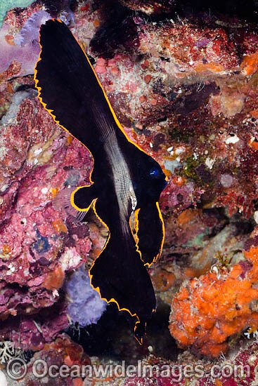 Long-finned Batfish (Platax pinnatus), juvenile. Also known as Pinnate Batfish. Found throughout Indo-Pacific, including the Great Barrier Reef, Australia. Photo taken in the Philippines. Within the Coral Triangle. Photo - David Fleetham