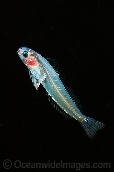 Larval Blenny photo Larval Blenny photo