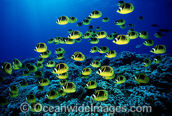 Schooling Raccoon Butterflyfish (Chaetodon lunula). Found throughout the Indo-West Pacific. Photo taken off Hawaii. Photo - David Fleetham Schooling Raccoon Butterflyfish (Chaetodon lunula). Found throughout the Indo-West Pacific. Photo taken off Hawaii. Photo - David Fleetham