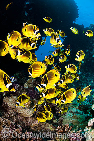 Schooling Raccoon Butterflyfish (Chaetodon lunula). Found throughout the Indo-West Pacific. Photo taken off Hawaii. Photo - David Fleetham Schooling Raccoon Butterflyfish (Chaetodon lunula). Found throughout the Indo-West Pacific. Photo taken off Hawaii. Photo - David Fleetham
