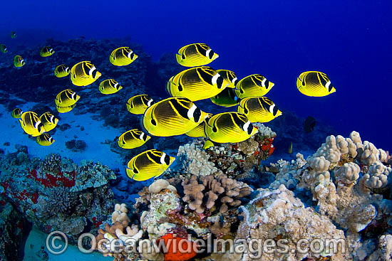 Schooling Raccoon Butterflyfish (Chaetodon lunula). Found throughout the Indo-West Pacific. Photo taken off Hawaii. Photo - David Fleetham Schooling Raccoon Butterflyfish (Chaetodon lunula). Found throughout the Indo-West Pacific. Photo taken off Hawaii. Photo - David Fleetham