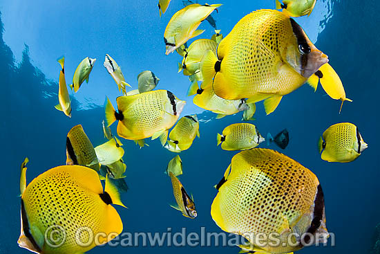 Schooling Milletseed Butterflyfish (Chaetodon miliaris). Endemic to waters of Hawaii. Photo - David Fleetham