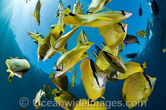 Schooling Milletseed Butterflyfish (Chaetodon miliaris). Endemic to waters of Hawaii. Photo - David Fleetham Schooling Milletseed Butterflyfish (Chaetodon miliaris). Endemic to waters of Hawaii. Photo - David Fleetham