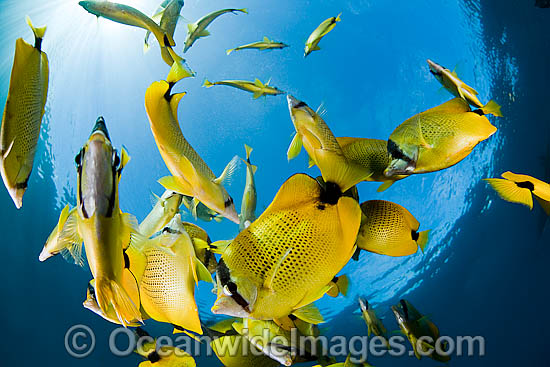 Schooling Milletseed Butterflyfish (Chaetodon miliaris). Endemic to waters of Hawaii. Photo - David Fleetham Schooling Milletseed Butterflyfish (Chaetodon miliaris). Endemic to waters of Hawaii. Photo - David Fleetham