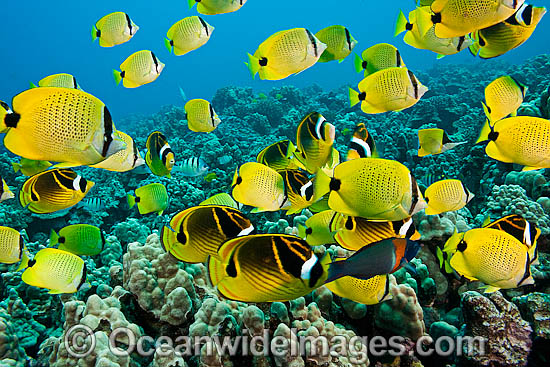 Schooling Milletseed Butterflyfish (Chaetodon miliaris) and Raccoon Butterflyfish (Chaetodon lunula). Milletseed Butterflyfish are endemic to waters of Hawaii. Photo - David Fleetham Schooling Milletseed Butterflyfish (Chaetodon miliaris) and Raccoon Butterflyfish (Chaetodon lunula). Milletseed Butterflyfish are endemic to waters of Hawaii. Photo - David Fleetham