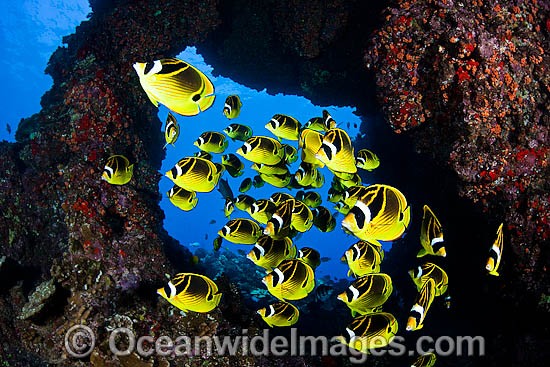 Schooling Raccoon Butterflyfish (Chaetodon lunula). Found throughout the Indo-West Pacific. Photo taken off Hawaii. Photo - David Fleetham