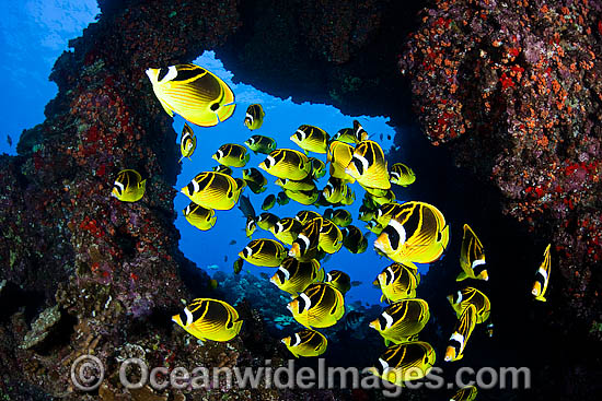 Schooling Raccoon Butterflyfish (Chaetodon lunula). Found throughout the Indo-West Pacific. Photo taken off Hawaii. Photo - David Fleetham Schooling Raccoon Butterflyfish (Chaetodon lunula). Found throughout the Indo-West Pacific. Photo taken off Hawaii. Photo - David Fleetham