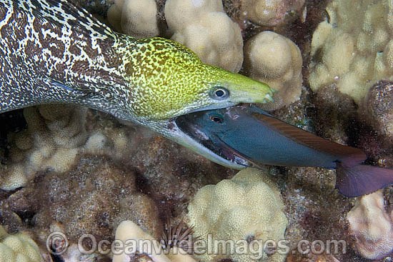 Undulated Moray Eel eating fish photo