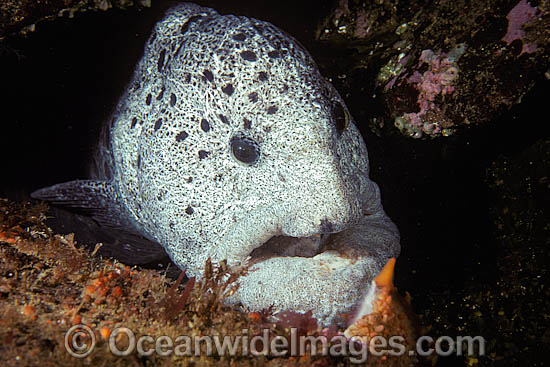 Wolf Eel Anarrhichthys ocellatus photo Wolf Eel Anarrhichthys ocellatus photo