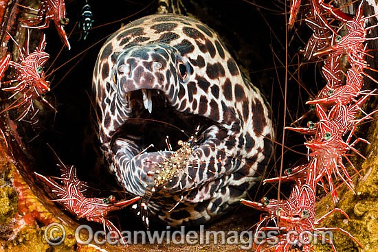 Honeycomb Moray Eel being cleaned photo