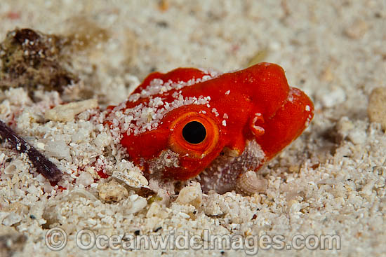 Crocodile Snake Eel Brachysomophis crocodilinus photo