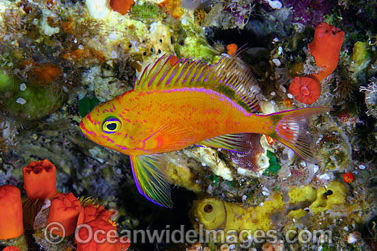 Deepwater Anthias (Holanthias fuscipinnis). This fish is endemic to the waters of Hawaii, where this picture was taken. Pacific Ocean Photo - David Fleetham Deepwater Anthias (Holanthias fuscipinnis). This fish is endemic to the waters of Hawaii, where this picture was taken. Pacific Ocean Photo - David Fleetham