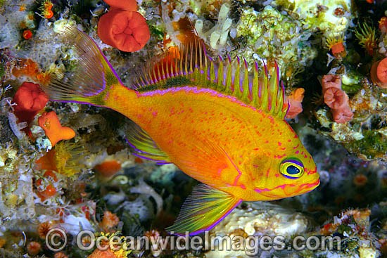 Deepwater Anthias (Holanthias fuscipinnis). This fish is endemic to the waters of Hawaii, where this picture was taken. Pacific Ocean Photo - David Fleetham