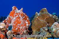 Giant Frogfish Antennarius commersoni Photo - David Fleetham