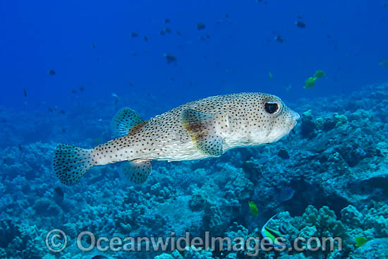Spotted Porcupinefish Diodon hystrix photo