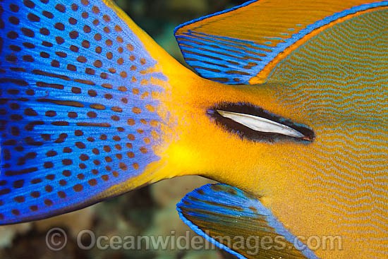 Eyestripe Surgeonfish scalpel photo