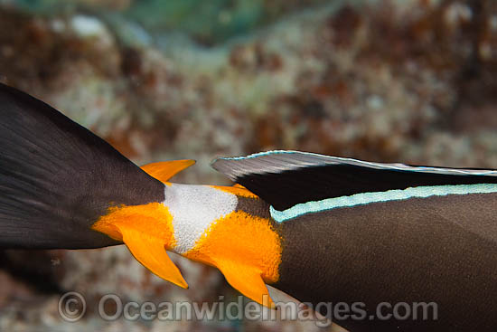 Orangespine Unicornfish spines photo