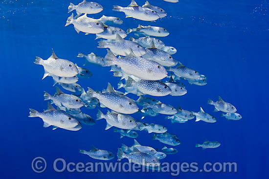 Schooling Triggerfish Canthidermis maculatus photo