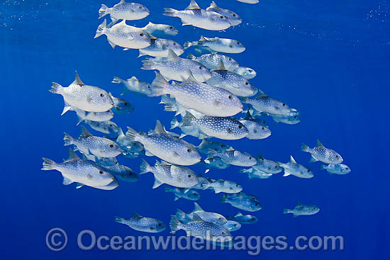 Schooling Triggerfish Canthidermis maculatus photo Schooling Triggerfish Canthidermis maculatus photo
