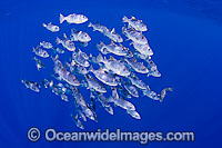 Spotted Oceanic Triggerfish Photo - David Fleetham