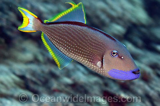 Gilded Triggerfish Xanthichthys auromarginatus photo