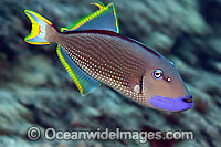 Gilded Triggerfish Xanthichthys auromarginatus Photo - David Fleetham