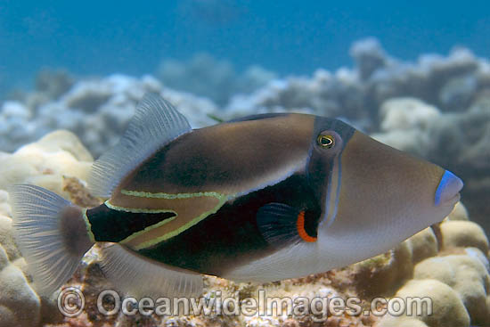 Picasso Triggerfish Rhinecanthus rectangulus photo